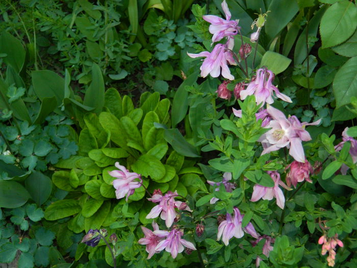 DSCN6001 - 2015_MAI