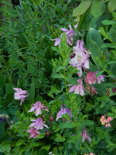 DSCN6002 - 2015_MAI
