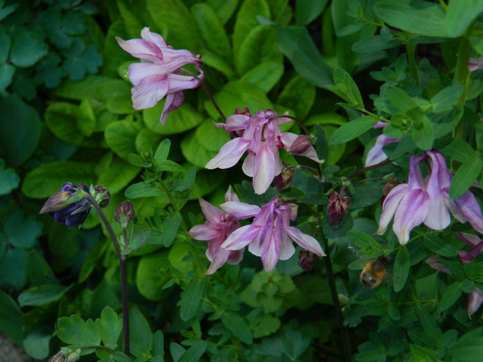 DSCN6005 - 2015_MAI