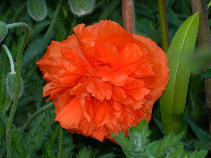 DSCN6012 - 2015_MAI