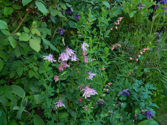 DSCN6013 - 2015_MAI