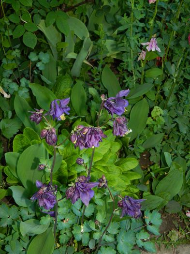 DSCN6014 - 2015_MAI