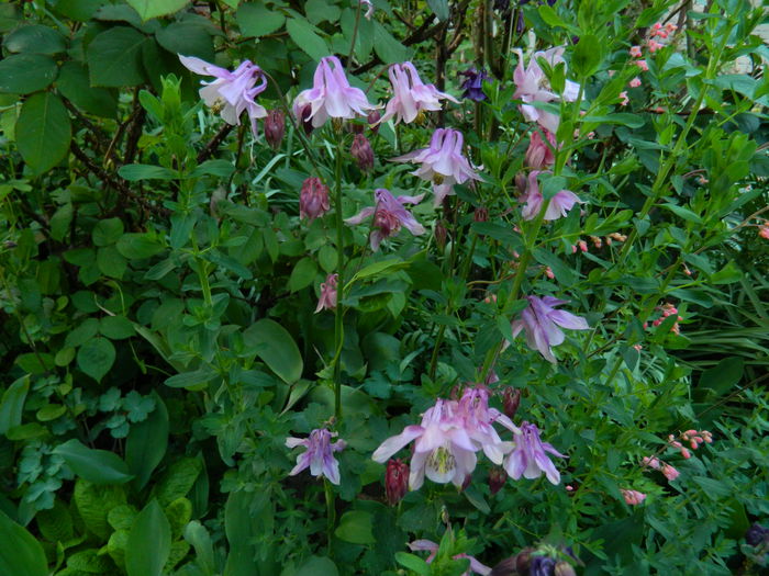 DSCN6016 - 2015_MAI
