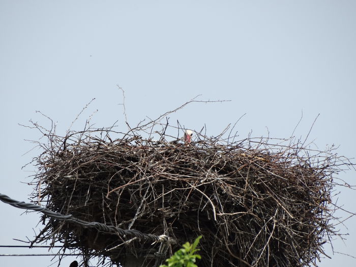 cuib-barza pe unul din drumurile din zona - a-vizitatorii gradinii-2015