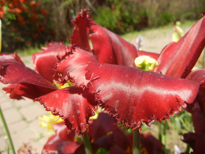 Tulipa Pacific Pearl (2015, April 25) - Tulipa Pacific Pearl