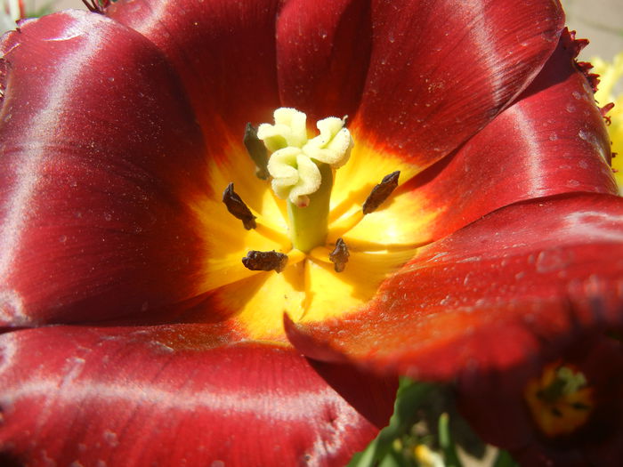 Tulipa Pacific Pearl (2015, April 25)