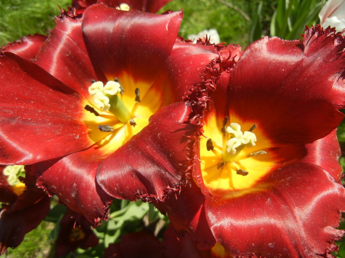 Tulipa Pacific Pearl (2015, April 25)