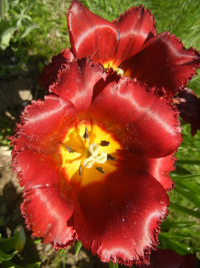 Tulipa Pacific Pearl (2015, April 25) - Tulipa Pacific Pearl