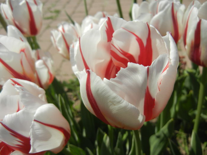 Tulipa Happy Generation (2015, April 25)