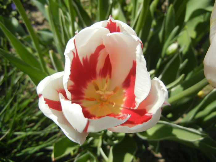 Tulipa Happy Generation (2015, April 25)