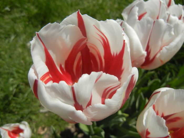 Tulipa Happy Generation (2015, April 25)
