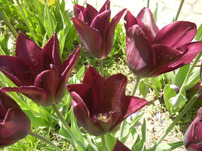 Tulipa Havran (2015, April 25)