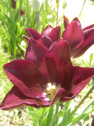 Tulipa Havran (2015, April 25) - Tulipa Havran