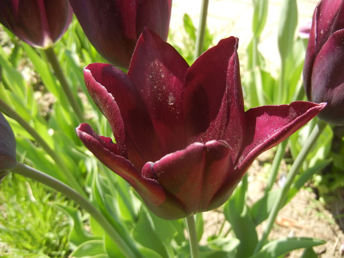 Tulipa Havran (2015, April 25) - Tulipa Havran