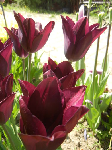 Tulipa Havran (2015, April 25) - Tulipa Havran