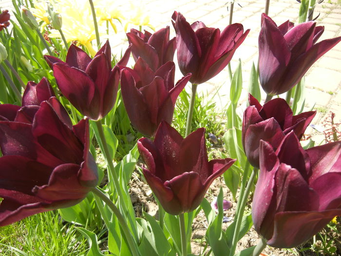 Tulipa Havran (2015, April 25)