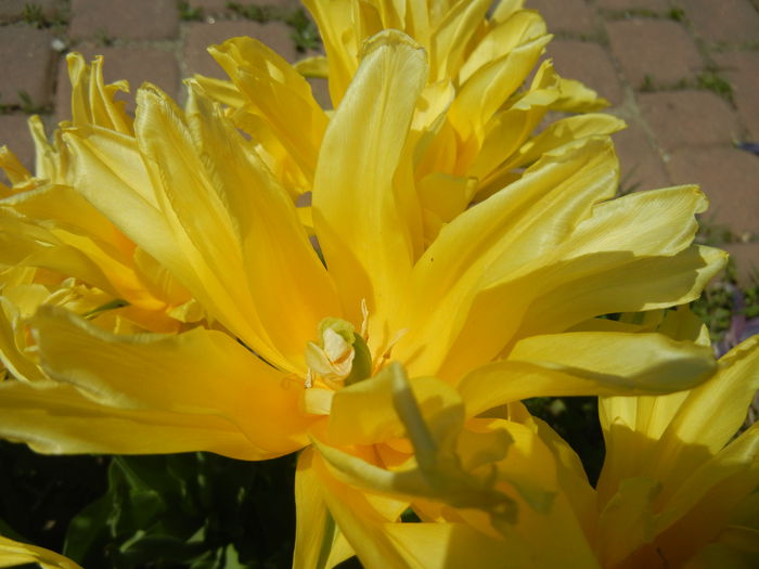 Tulipa Yellow Spider (2015, April 25) - Tulipa Yellow Spider