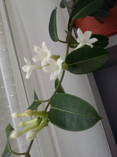 mai 2015 - Stephanotis