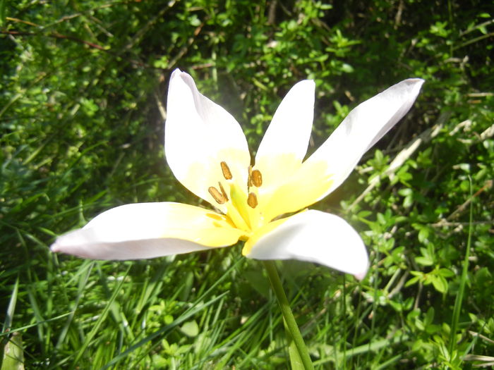 Tulipa Lilac Wonder (2015, April 25)