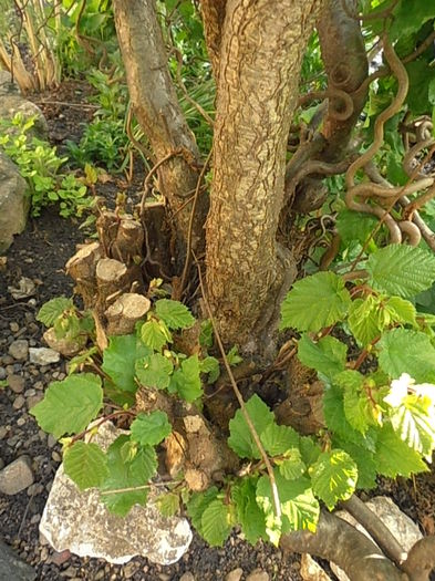 P5070133 - CALEIDOSCOP