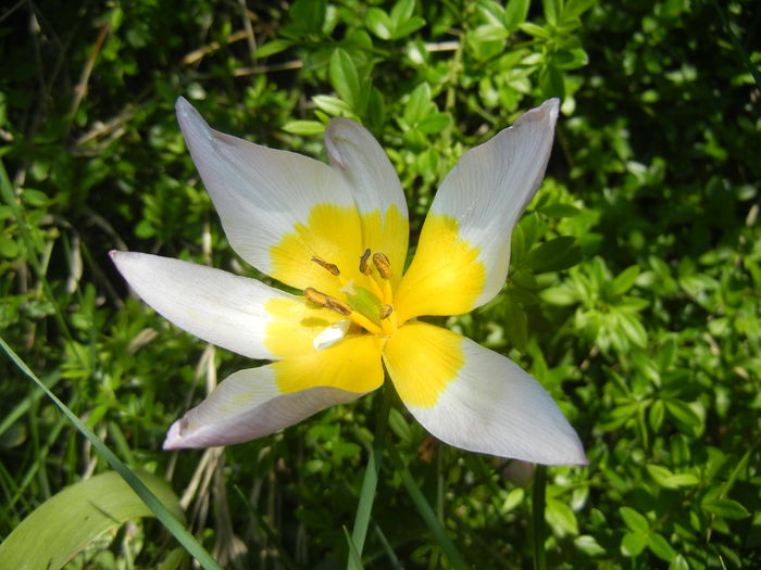 Tulipa Lilac Wonder (2015, April 25)