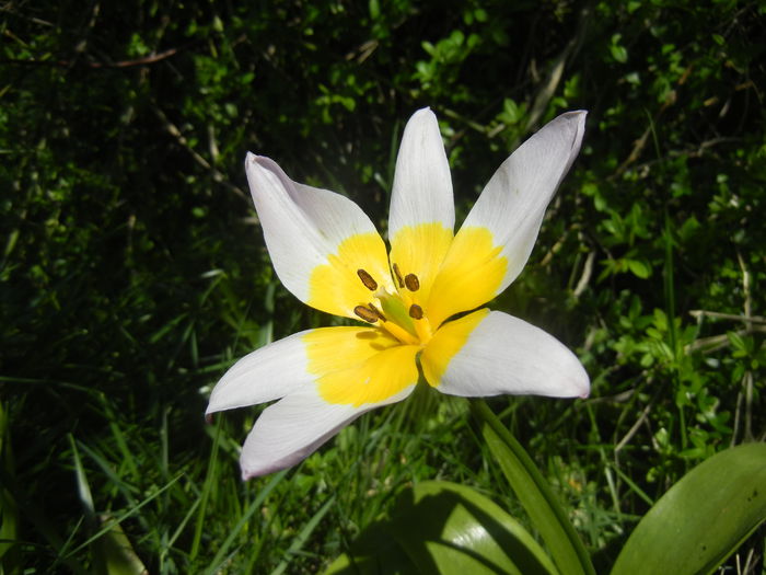 Tulipa Lilac Wonder (2015, April 25)