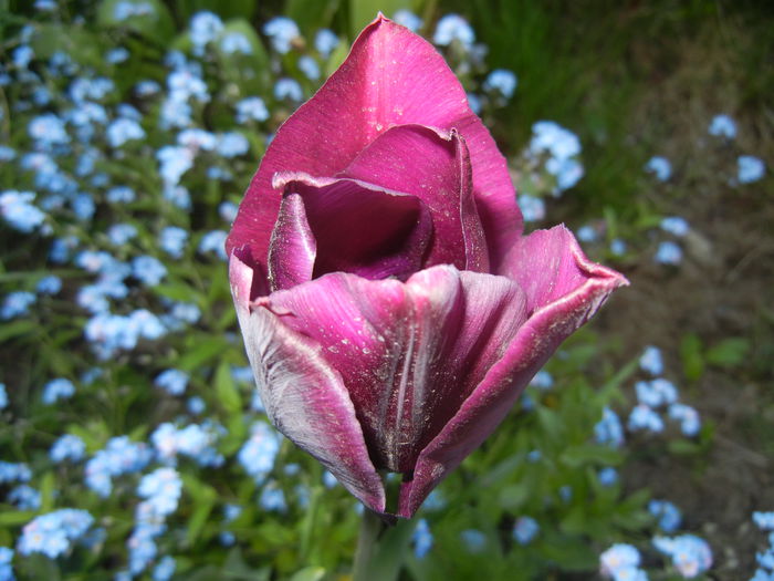 Tulipa Negrita (2015, April 26)