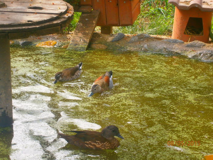 faceti loc ...ca mi-este foame :) :)