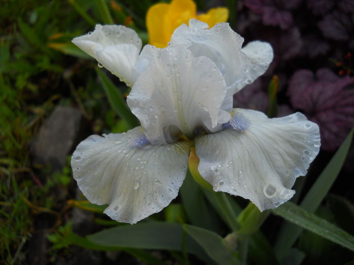 2272 - iris 2015