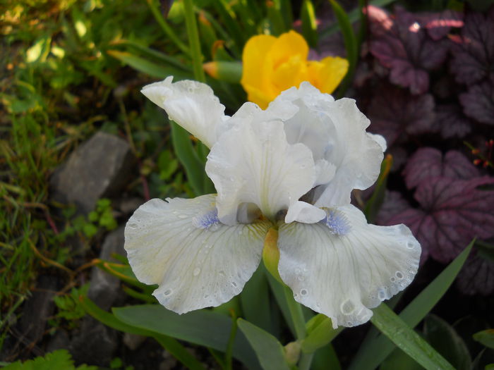 alabaster - iris 2015