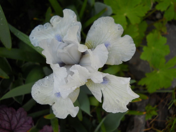 2298 - iris 2015
