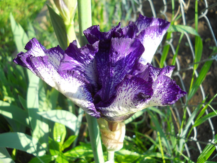 2277 - iris 2015