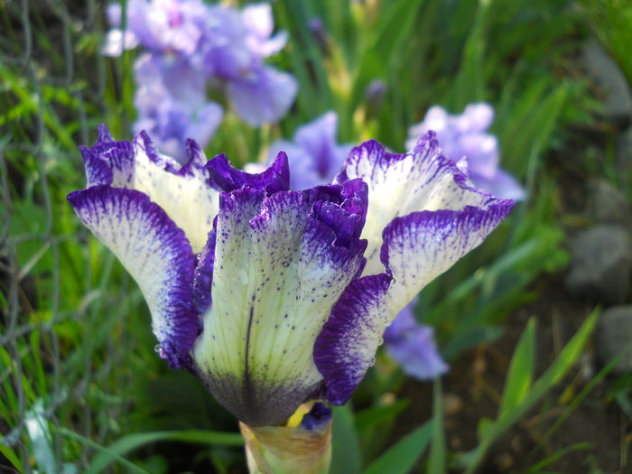art deco - iris 2015