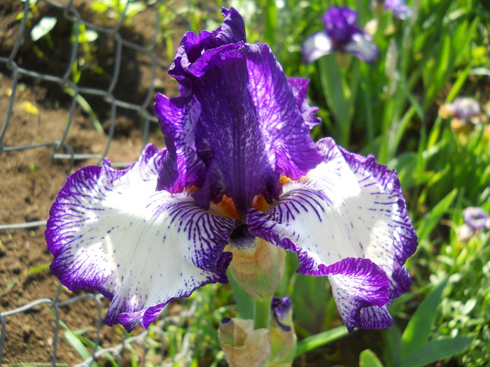 art deco - iris 2015