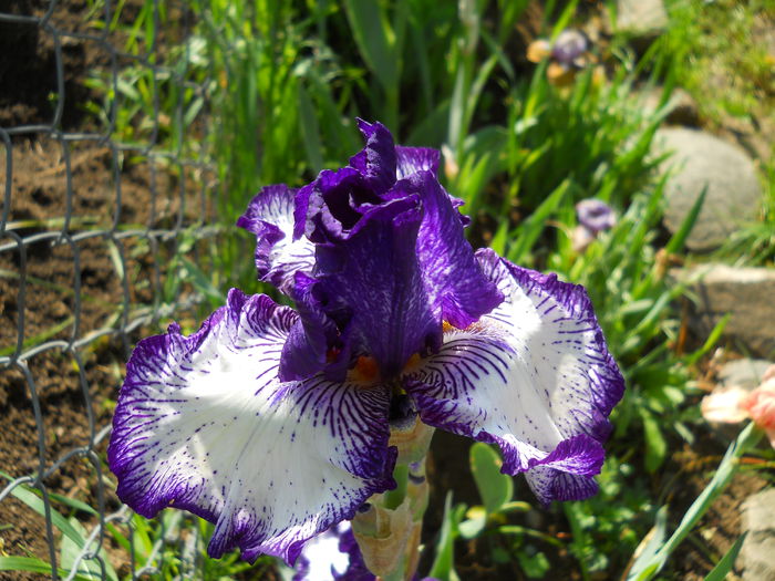 2306 - iris 2015