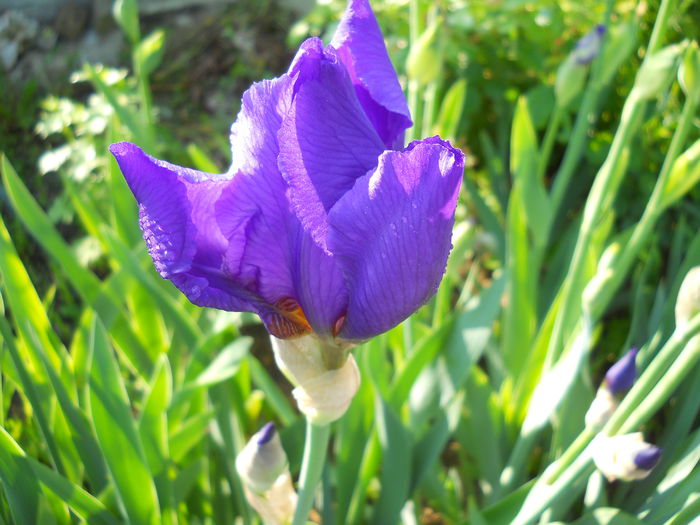 2290 - iris 2015