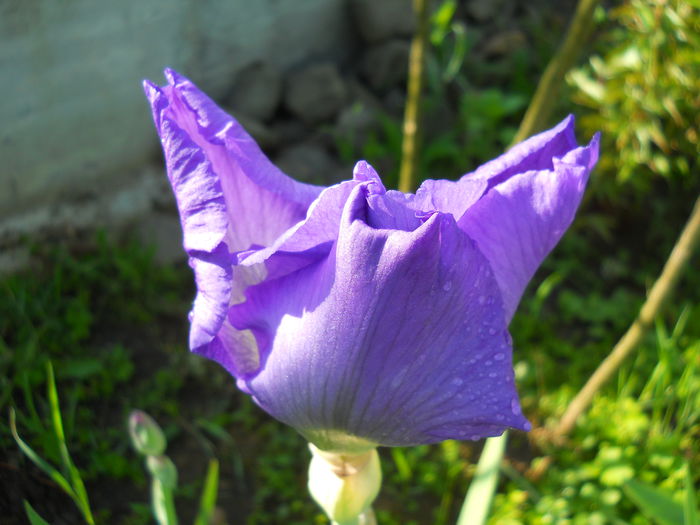 2291 - iris 2015