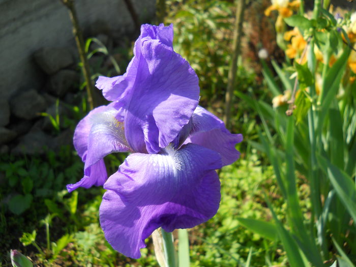 2317 - iris 2015