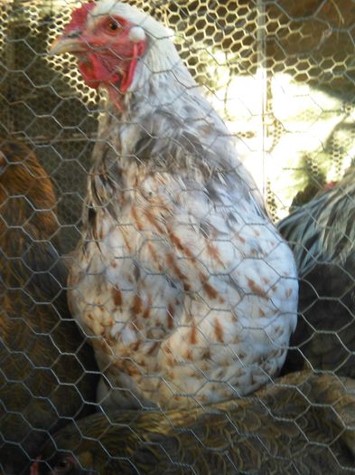 APRILIE - MAI 2015 237