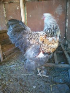 APRILIE - MAI 2015 278