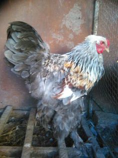 APRILIE - MAI 2015 279