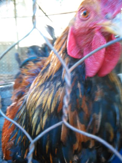 APRILIE - MAI 2015 309