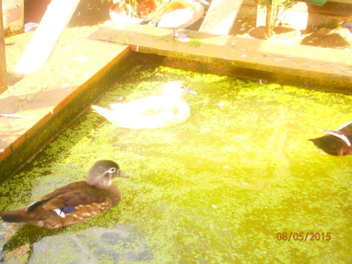 ne racorim putin si inapoi la oua ..pe 15 scot si eu puii