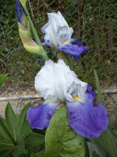 DSC03644 - ANUL 2015