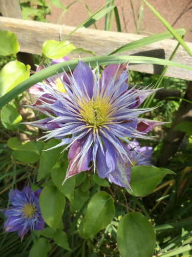 DSC03649 - ANUL 2015