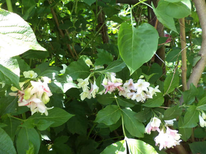 DSC03652 - ANUL 2015