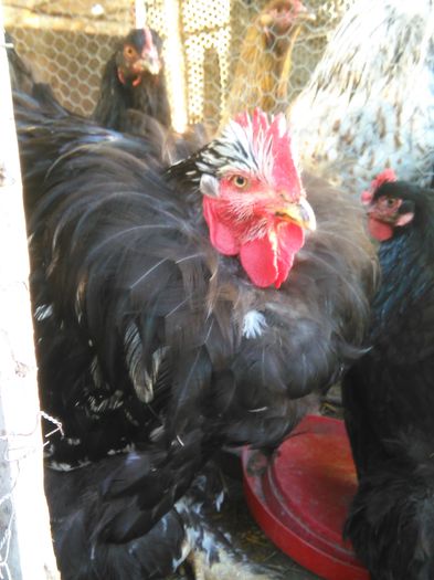 APRILIE - MAI 2015 223