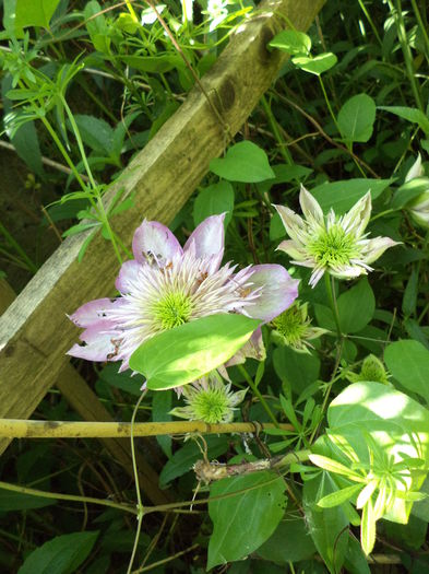 DSC03654 - ANUL 2015