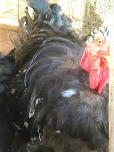 APRILIE - MAI 2015 230