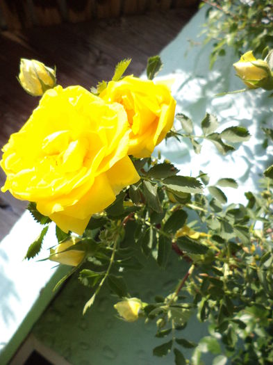 DSC03658 - ANUL 2015